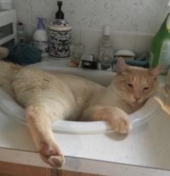 Lost Male Cat last seen Somenos Rd and Mt Prevost Rd, Duncan, BC V9L 5Z5