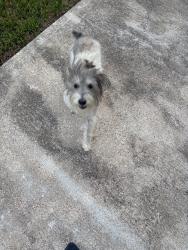 Found/Stray Female Dog last seen Settlers village, Katy, TX 77449