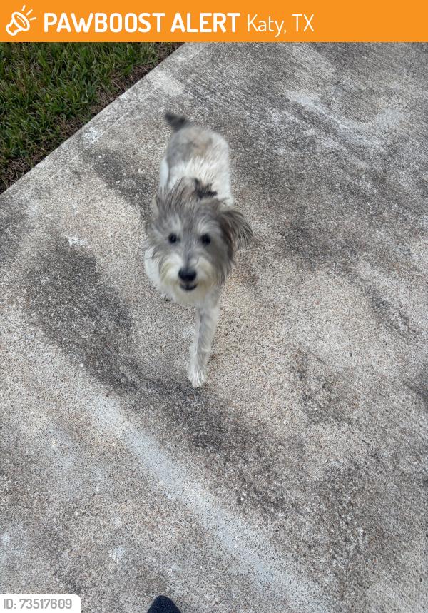 Found/Stray Female Dog last seen Settlers village, Katy, TX 77449