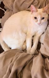 Reunited Female Cat last seen 15th and Kelly, Edmond, OK 73003