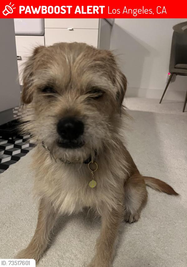 Lost Male Dog last seen 4th and Rose avenue, Los Angeles, CA 90291