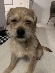Lost Male Dog last seen 4th and Rose avenue, Los Angeles, CA 90291