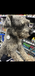 Lost Male Dog last seen Near W Base Line St, San Bernardino, CA 92411