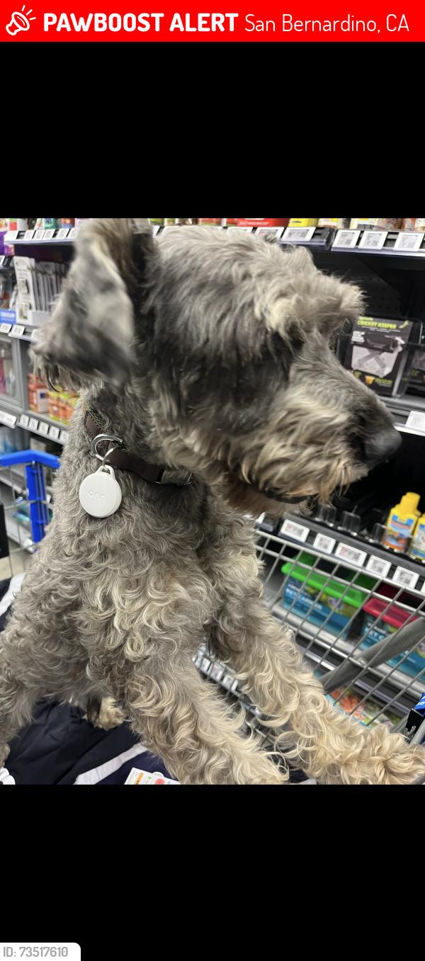 Lost Male Dog last seen Near W Base Line St, San Bernardino, CA 92411