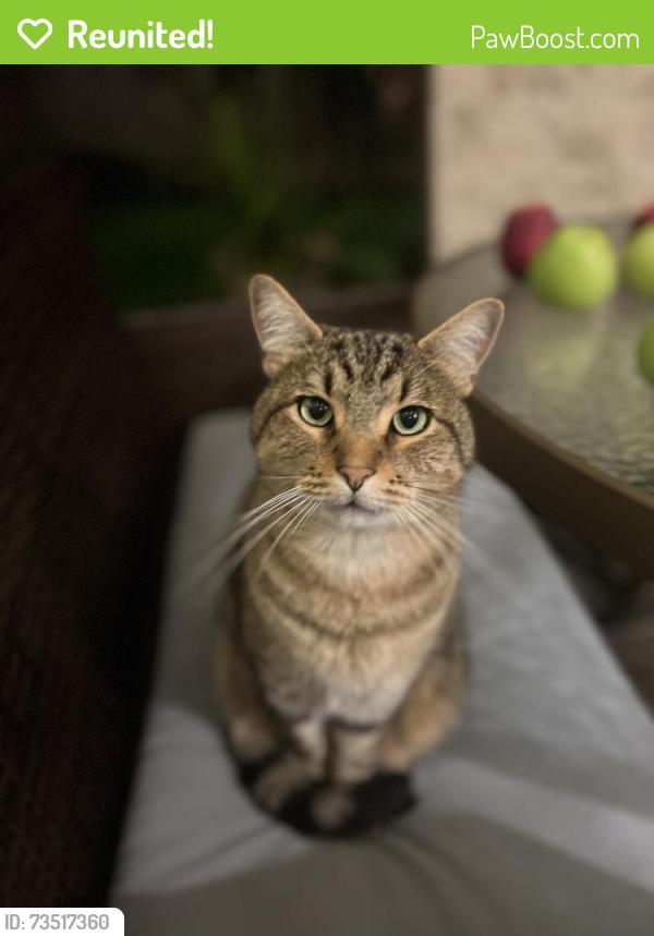 Reunited Male Cat last seen Swegle, Salem, OR 97301