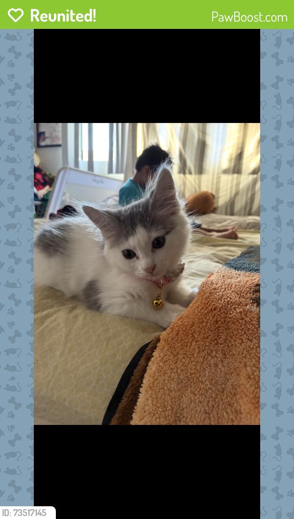 Reunited Female Cat last seen Gresham st & Independence ave, Los Angeles, CA 91304