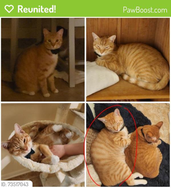 Reunited Female Cat last seen Near Ten Acre Park in Fairfield, Houston, TX 77433