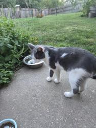 Found/Stray Male Cat last seen Near hwy Bowlin rd Lees Summit, Missouri, Lee's Summit, MO 64064