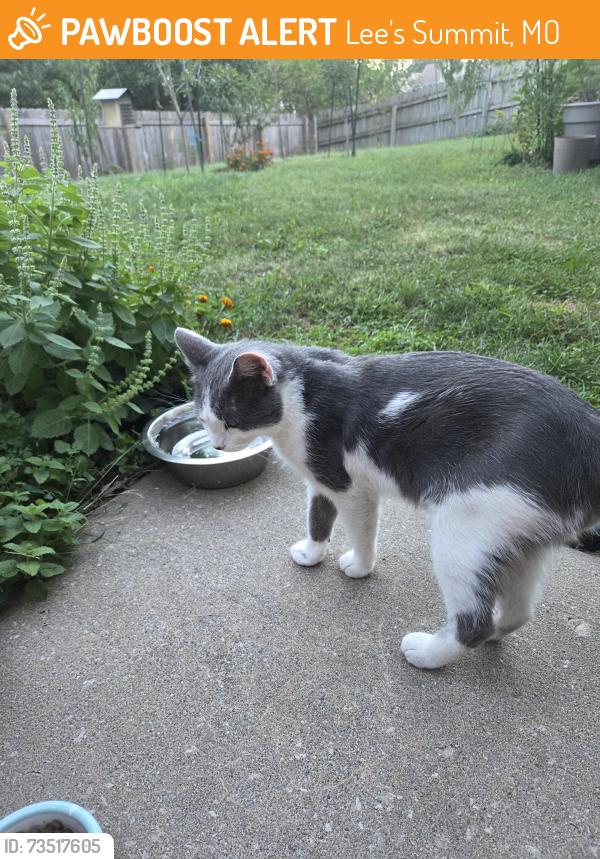 Found/Stray Male Cat last seen Near hwy Bowlin rd Lees Summit, Missouri, Lee's Summit, MO 64064