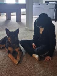 Lost Female Dog last seen Colorado and Central avenuer by talor berry parkpark, Louisville, KY 40208