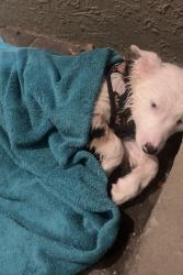 Reunited Female Dog last seen Sticks st, Four Corners, FL 34747