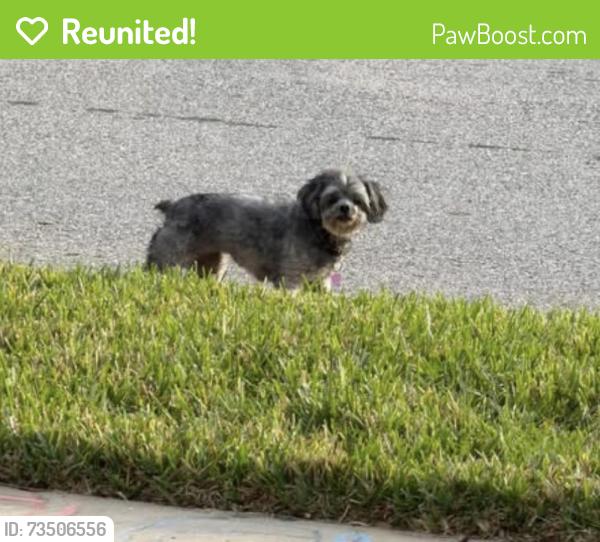 Reunited Female Dog last seen Lugano Way, Debary, DeBary, FL 32713