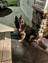 Found/Stray Unknown Dog last seen James Dail Rd/Baywood Rd, Eastover, NC 28312