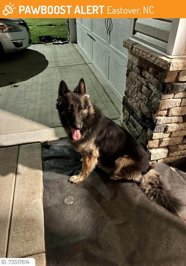 Found/Stray Unknown Dog last seen James Dail Rd/Baywood Rd, Eastover, NC 28312