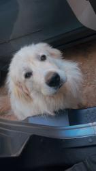 Reunited Male Dog last seen Glassy Mountain Church Road, Pickens County, SC 29671