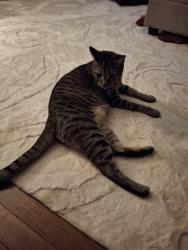 Reunited Male Cat last seen Apartment townhouses near Fir Ct, Flemington, NJ 08822