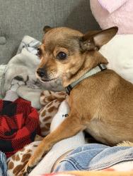 Lost Female Dog last seen Gateway, Sunrise Manor, NV 89115