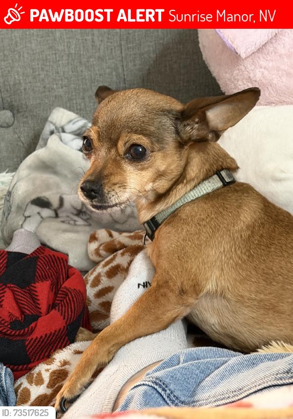 Lost Female Dog last seen Gateway, Sunrise Manor, NV 89115
