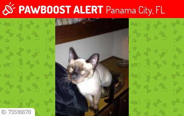 Lost Female Cat last seen Parker Area, Panama City, FL 32404