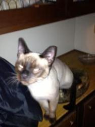 Lost Female Cat last seen Parker Area, Panama City, FL 32404