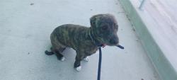 Shelter Stray Male Dog last seen , 4275 Elton St, Baldwin Park, CA 91706, USA