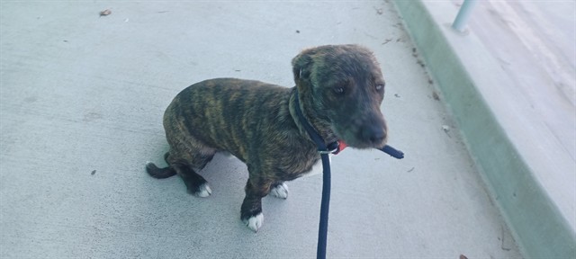 Shelter Stray Male Dog last seen , 4275 Elton St, Baldwin Park, CA 91706, USA