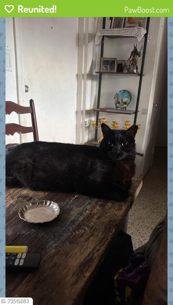 Reunited Male Cat last seen Zamora Ave, Coral Gables, FL 33134, USA, Coral Gables, FL 33134