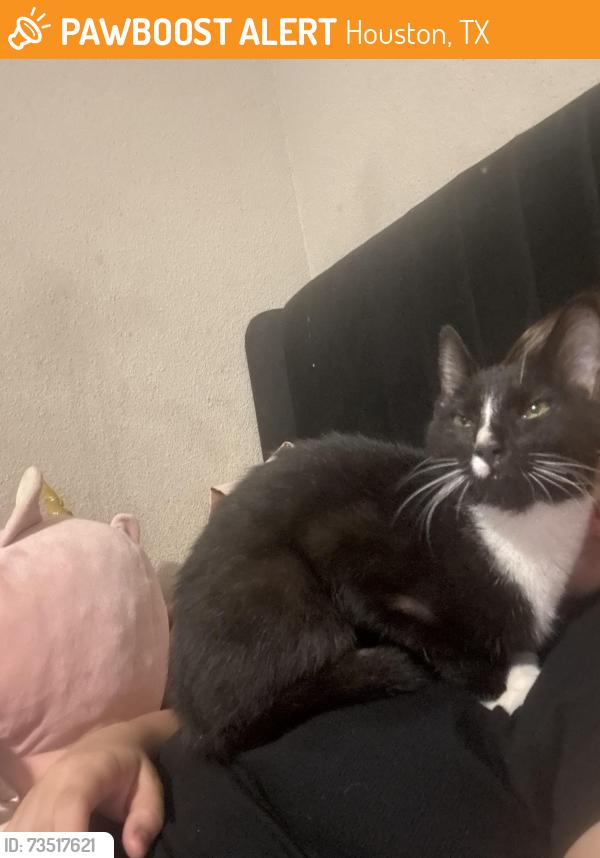 Found/Stray Female Cat last seen Allum rd, Houston, TX 77045