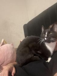 Found/Stray Female Cat last seen Allum rd, Houston, TX 77045