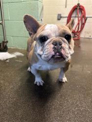 Shelter Stray Female Dog last seen HOWE AVE & EL CAMINO AVE, 2127 Front St, Sacramento, CA 95818, USA