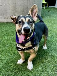 Shelter Stray Female Dog last seen XMISSION/BRAZIL, 1419 Bryant St, San Francisco, CA 94103, USA
