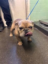 Shelter Stray Male Dog last seen HOWE AVE & EL CAMINO AVE, 2127 Front St, Sacramento, CA 95818, USA