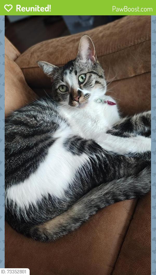 Reunited Male Cat last seen Near E 15th st and Juan Madrid, Pueblo, CO 81001