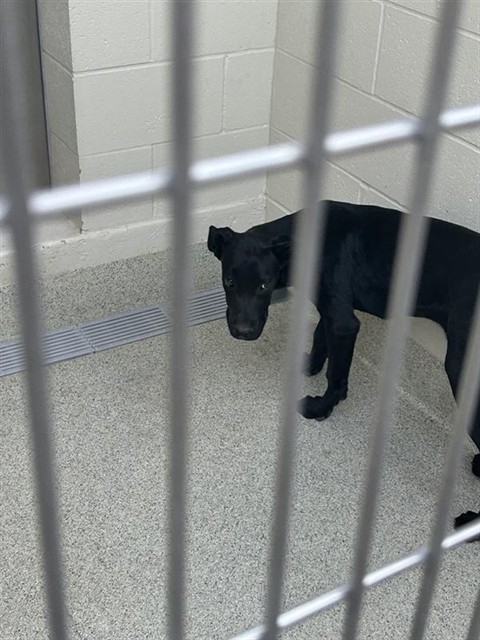 Shelter Stray Male Dog last seen RUBIA DR / SHELDON RD, 9150 Union Park Way, Elk Grove, CA 95624, USA