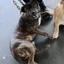 Shelter Stray Male Dog last seen , 1850 W 60th St, Los Angeles, CA 90047, USA