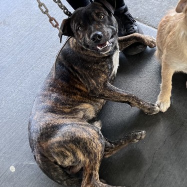 Shelter Stray Male Dog last seen , 1850 W 60th St, Los Angeles, CA 90047, USA