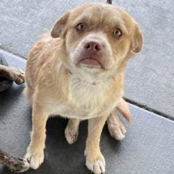 Shelter Stray Male Dog last seen , 1850 W 60th St, Los Angeles, CA 90047, USA