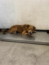 Shelter Stray Male Dog last seen Near BLOCK S PLUMAS ST FRESNO CA, 5277 E Airways Blvd, Fresno, CA 93727, USA