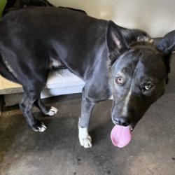 Shelter Stray Male Dog last seen , 1850 W 60th St, Los Angeles, CA 90047, USA