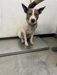 Shelter Stray Male Dog last seen Near BLOCK S PLUMAS ST FRESNO CA, 5277 E Airways Blvd, Fresno, CA 93727, USA
