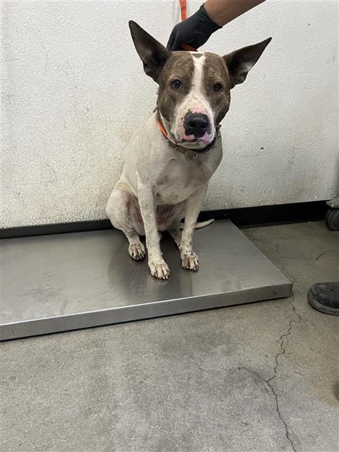Shelter Stray Male Dog last seen Near BLOCK S PLUMAS ST FRESNO CA, 5277 E Airways Blvd, Fresno, CA 93727, USA
