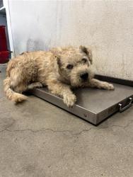 Shelter Stray Male Dog last seen Near BLOCK S PLUMAS ST FRESNO CA, 5277 E Airways Blvd, Fresno, CA 93727, USA