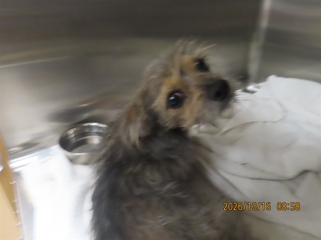Shelter Stray Male Dog last seen MC85/AVONDALE, 5501 E Van Buren St, Phoenix, AZ 85008, USA