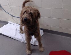 Shelter Stray Male Dog last seen Near BLOCK S. LAFAYETTE ST, CHERRY HILLS VILLAGE, CO 80113, 1241 W Bayaud Ave, Denver, CO 80223, USA