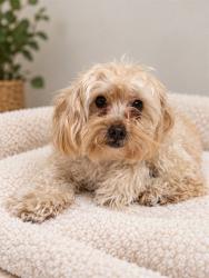 Shelter Stray Female Dog last seen , 38550 Sierra Hwy, Palmdale, CA 93550, USA