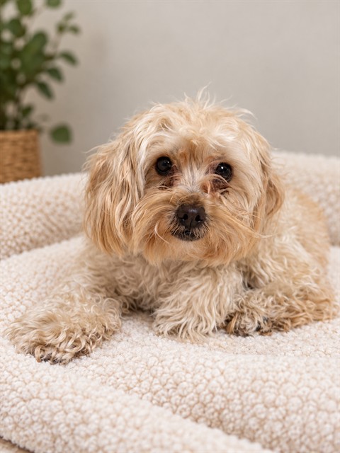 Shelter Stray Female Dog last seen , 38550 Sierra Hwy, Palmdale, CA 93550, USA