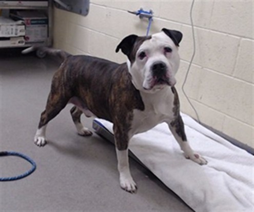 Shelter Stray Male Dog last seen Near BLOCK W VIRGINIA AVE, DENVER CO 80219, 1241 W Bayaud Ave, Denver, CO 80223, USA