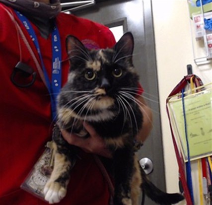 Shelter Stray Female Cat last seen Near BLOCK TAMARAC ST DENVER, CO 80220, 1241 W Bayaud Ave, Denver, CO 80223, USA