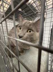 Shelter Stray Male Cat last seen Near BLOCK ALGONQUIN DR, LAS VEGAS NV 89119, 655 N Mojave Rd, Las Vegas, NV 89101, USA