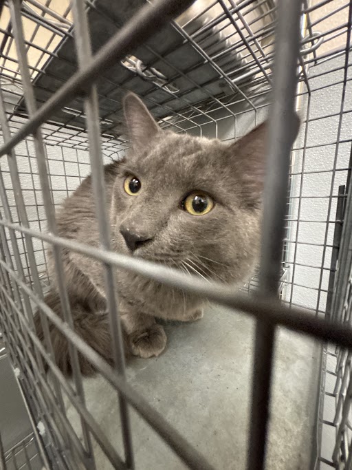 Shelter Stray Male Cat last seen Near BLOCK ALGONQUIN DR, LAS VEGAS NV 89119, 655 N Mojave Rd, Las Vegas, NV 89101, USA